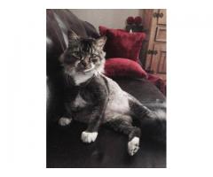 Lost cat Summerlin