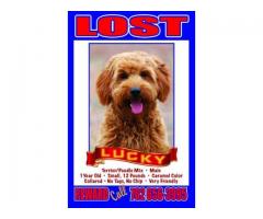 Lucky is Still Missing