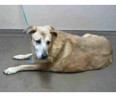 Found 10Yr Female Gold Lab