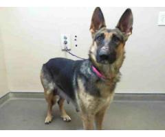 Found 3Yr Female Black Tan Shepherd