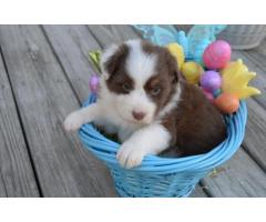 two lovely australian shepherd puppies